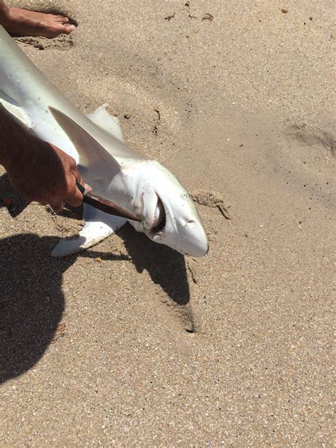 Sandbar Shark and its nice teeth | Nice teeth, Sandbar shark, Shark