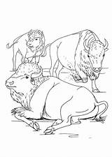 Coloring Page American bison  Free Printables Img 9920 sketch template