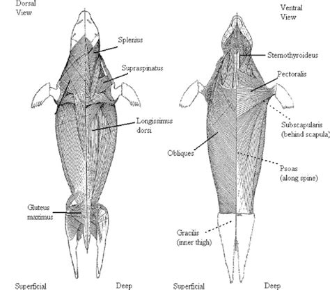 Skeletal muscle anatomy of seals (from Howell 1929) showing the 10... | Download Scientific Diagram