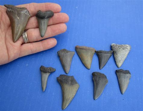 Wholesale 1-1/2 to 2 inches Fossil Mako Shark Teeth