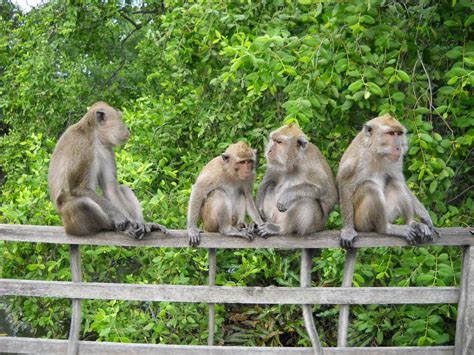 Mengenal Hutan Konservasi di Indonesia, Manfaat dan Penyebarannya - Agrozine