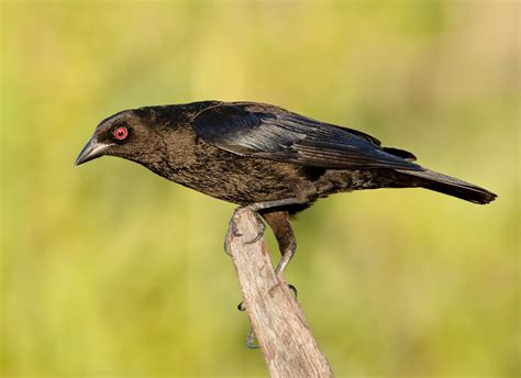 Bronzed Cowbird | Birding | Passerine