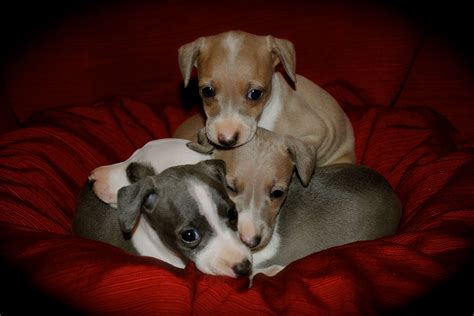 My sweet Miniature Italian Greyhound puppies | Italian greyhound ...