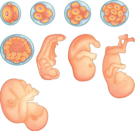 Stages In Human Embryonic Development Mammal Developmental White Vector ...