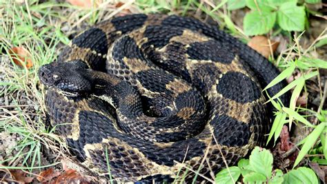 Species Spotlight: Timber rattlesnake