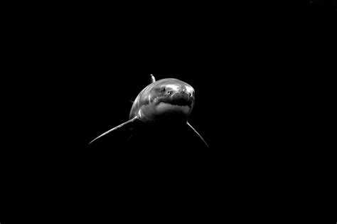 Wallpaper : shark, wildlife, underwater, Mexico, blackandwhite, lowkey ...