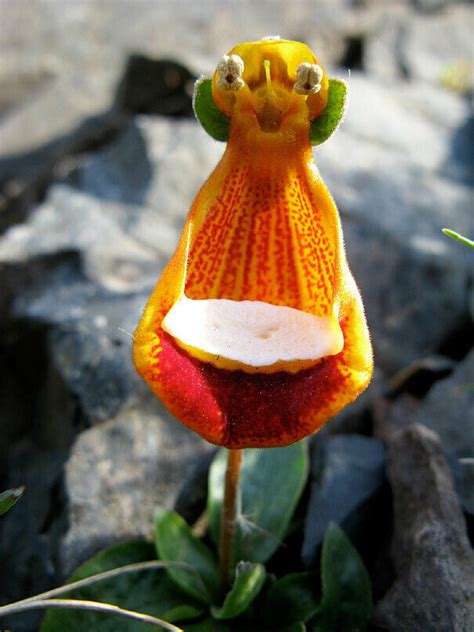 50pcs Happy Alien Calceolaria Uniflora Flower Seeds Plant | Etsy