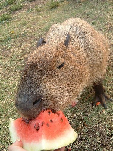 Capivara Eating Watermelon | Забавные зверюшки, Животные, Милые щенки