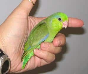 Parrotlets Parrots Lifespan - Parrotlets Care Guide - Cute Parrots