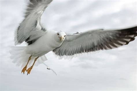 Free Seagull in Flight Photo – Royalty Free Image - Fresh Design Elements