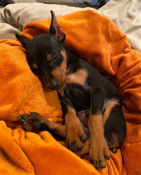 Black and Tan Miniature Pinscher puppy | Doberman puppy, Miniature ...