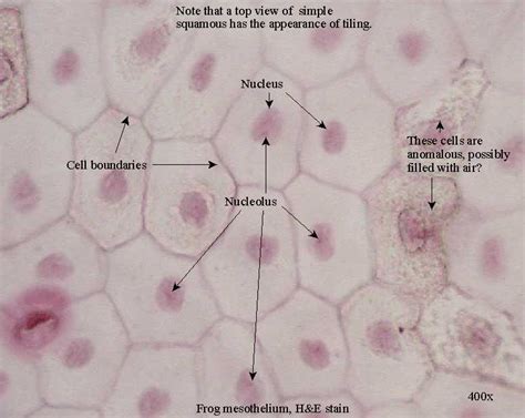 Epithelial Tissue : Anatomy & Physiology