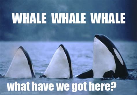 Funny Quotes About Whales. QuotesGram