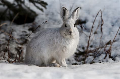 Popular Winter Animals that Thrive in Cold Weather - MyStart