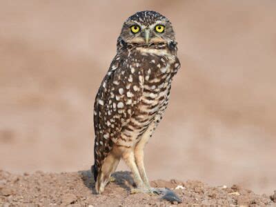 National animal of Aruba - Burrowing Owl | Symbol Hunt