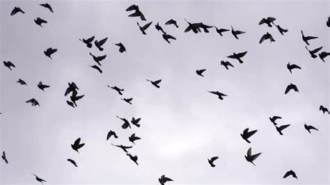 Birds Flying In Circles - Stock Video | Motion Array