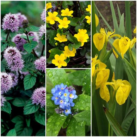 Various NATIVE BRITISH POND MARGINAL PLANTS water bog aquatic wildlife | eBay