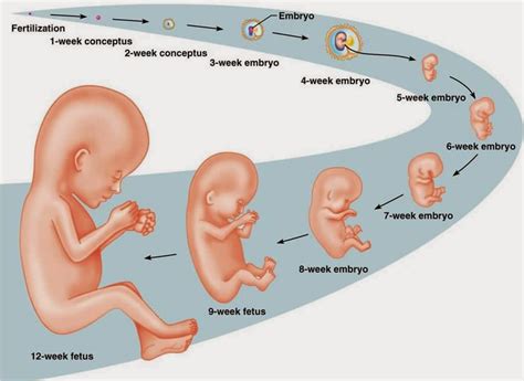 Ω Pengertian & Proses Terbentuknya Embrio ≫ Sains!