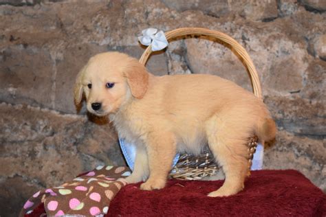 Lady Female AKC Registered Golden Retriever Puppy For Sale Butler Ohio – AC Puppies LLC