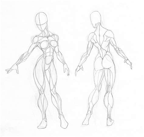 Female Muscle Groups Study by GavinMichelli on DeviantArt