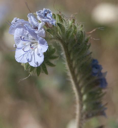 Blue Phacelia | 'Chicago'Bob Panozzo | Flickr