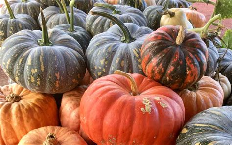 Harvesting, curing and storing pumpkins - Sustainable Macleod