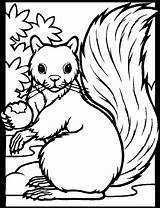 Squirrel coloring page  Animals Town Animal color sheets sketch template