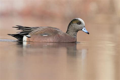 American Wigeon Drake Photograph by Mircea Costina Photography - Pixels