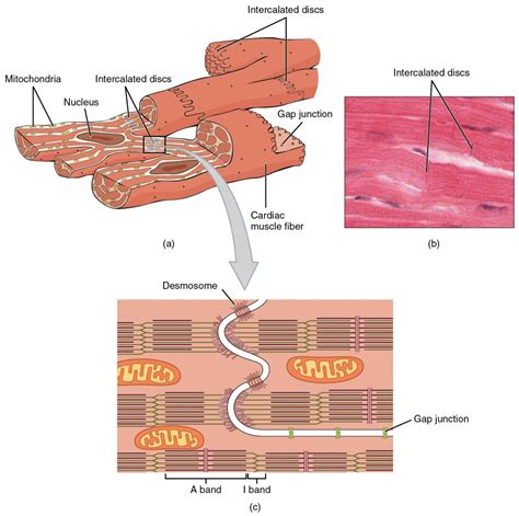 Cardiac Muscle Tissue Labeled Diagram