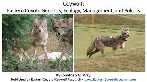 1.H) Coywolf: Eastern Coyote Genetics, Ecology, Management, and Politics . 3/19/21: Available as ...