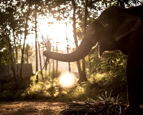 Phang Nga Elephant Park, Thailand - Ethical Elephant Tours