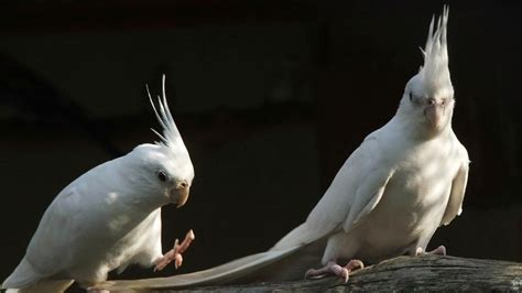 parrots_white_black_couple_2211_1366x768 | Il Trespolo