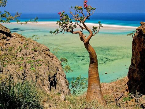 Socotra - Yemen | The Travel Hacking Life | Mysterious places on earth, Socotra, Strange places