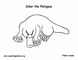 Platypus Coloring Page sketch template