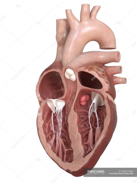 Human heart anatomy showing valves, cross section illustration. — 3d, aortic valve - Stock Photo ...