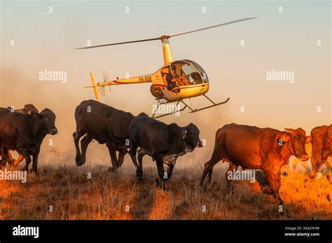 Aerial cattle mustering with a Robinson R22, in the outback of ...