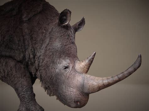 Woolly rhino life-size model/ 3D-model levensgroot wolharige neushoorn