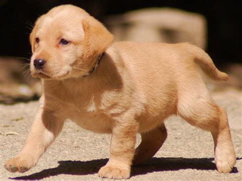 yellow labrador retriever pictures Cute dogs: yellow labrador retriever ...