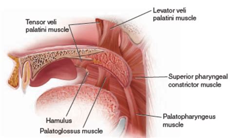 Mid-sagittal section of muscles which take part on soft palate and ...