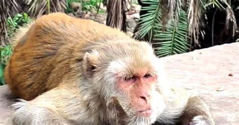 Macaque Monkey Eating Free Stock Video Footage, Royalty-Free 4K & HD ...