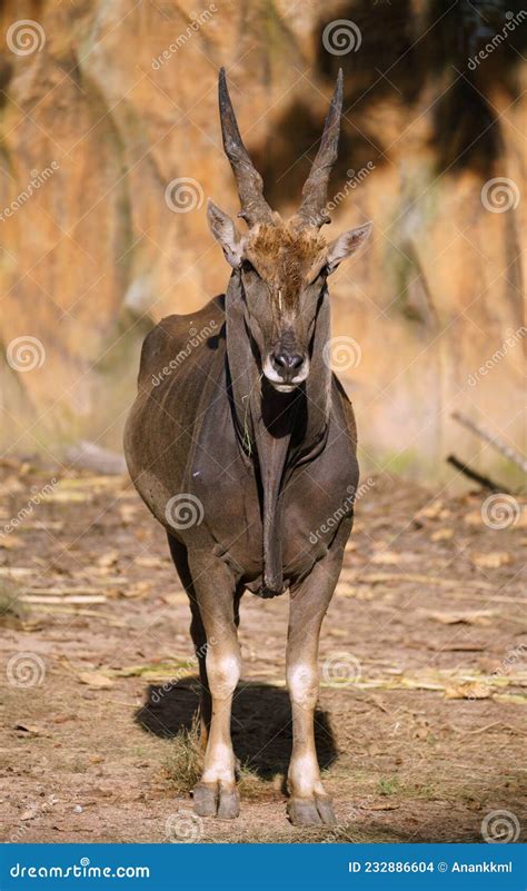 Male eland in zoo stock photo. Image of antelope, brown - 232886604