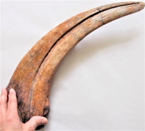 Therizinosaurus Claw Replica Dinosaur LARGE - COMING SOON – Triassica