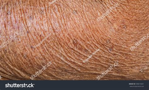 280,952 Old skin texture Images, Stock Photos & Vectors | Shutterstock