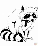 Raccoon coloring Page  Free Printable Coloring Pages sketch template