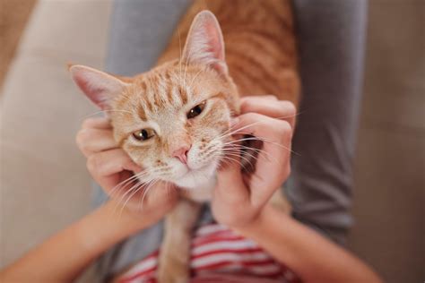 Rehome a Pet | Animal Care Centers of NYC