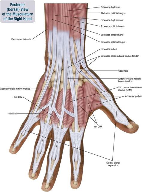 Tendons In Right Hand 7. Muscles Of The Forearm And Hand | Musculoskeletal Key photo, Tendons In ...