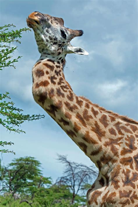 Giraffe survives battle injury, adapts to life with zig-zag neck (PHOTOS) | WTF!? | Earth Touch News