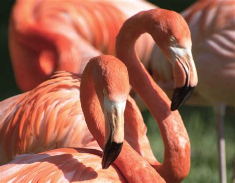 9 Best Things to Do in Celestun + How to See Flamingos!