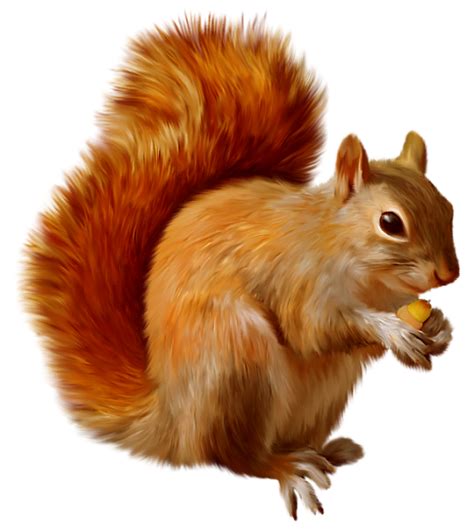 Clipart squirrel acorn, Clipart squirrel acorn Transparent FREE for ...