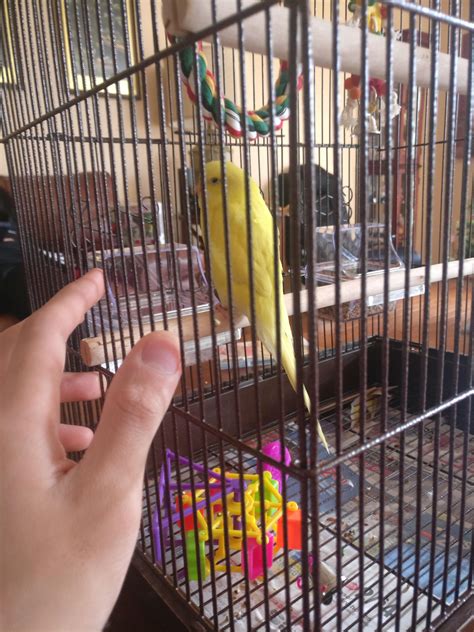 New parakeet, is this a good sign for bonding? : r/Parakeets